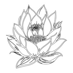 Minimalist botanical drawing of a lotus flower, highlighting its intricate details