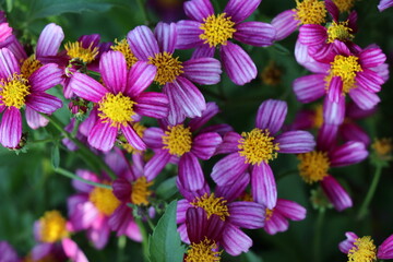 Pink flowers for background. The tree is densely blossoming. Bougainvillea.