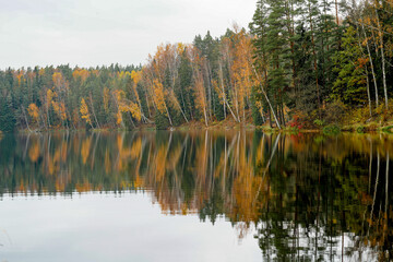 Leaning birches on the shore of the lake