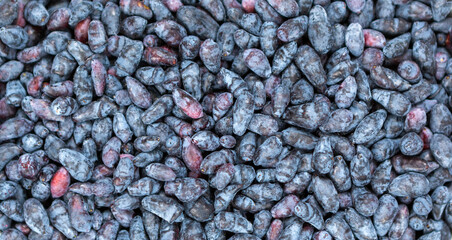 Texture of sweet honeysuckle as background, closeup