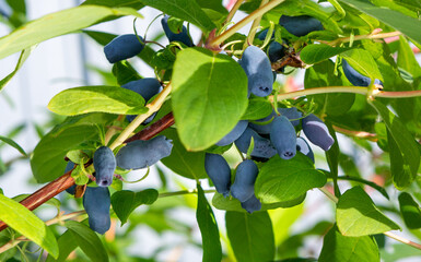 Honeysuckle berries on a bush. Blue berry.