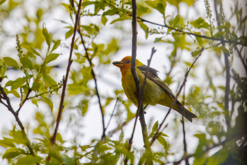 Male Western Tanager Perched Among Green Leaves, Calgary AB Canada, Mar 5 2025