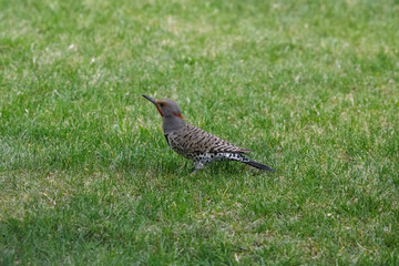 Northern Flicker Standing Gracefully in Grassy Habitat, Calgary AB Canada, Mar 5 2025