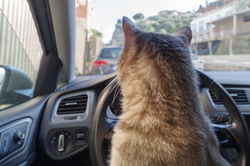 Cat riding in a car