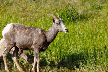 Bighorn Sheep Grazing in Grassy Habitat, Calgary AB Canada, Mar 5 2025