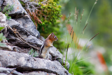 Golden-Mantled Ground Squirrel on Rocky Surface, Calgary AB Canada, Mar 5 2025
