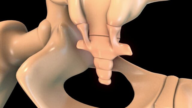human skeleton coccyx bone pain anatomy for medical concept 3D rendering
