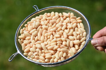 close up of white beans in colander against green background