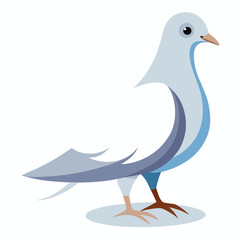 Dove isolated on white background