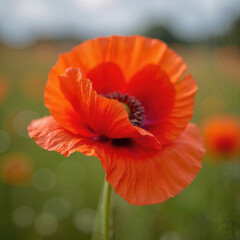 Delicate Red Poppy Flower with Ruffled Petals Against Soft Natural Background