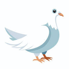 Dove isolated on white background