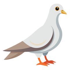 Dove isolated on white background