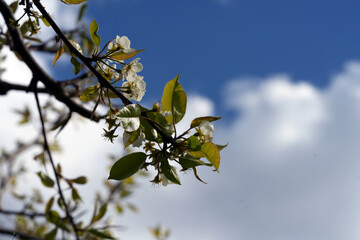 pear blossom 