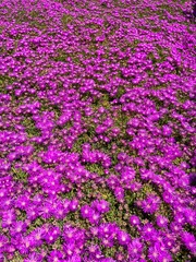 Drosanthemum floribundum