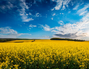 Fototapeta premium Vibrant rapeseed field under a clear blue sky showcasing nature's beauty
