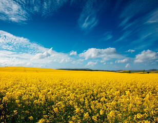 Obraz premium Bright fields of canola under a clear blue sky with fluffy clouds during daytime