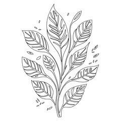 Elegant botanical line art: Detailed foliage drawing on pure white background