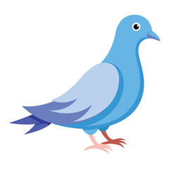 Dove isolated on white background