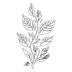 Elegant botanical illustration of a leafy stem with delicate budding florals