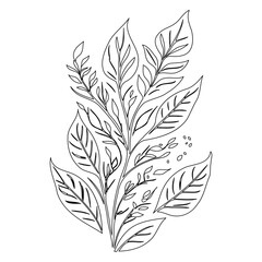 Elegant botanical line art depicting a stylized floral arrangement illustration
