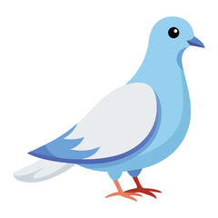 Dove isolated on white background