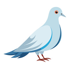 Dove isolated on white background