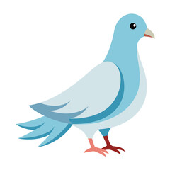 Dove isolated on white background