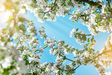 Blooming white apple blossom on background of blue sky. Happy Passover background. Spring Easter background. World environment day. Easter, Birthday, womens day holiday. Top view. Mock up.