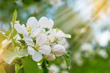 Blooming white apple blossom on background of blue sky. Happy Passover background. Spring Easter background. World environment day. Easter, Birthday, womens day holiday. Top view. Mock up.