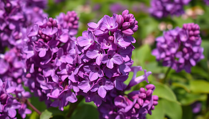 Obraz premium purple flowers in the garden