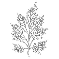 Intricate Line Drawing of an Autumnal Leaf with Detailed Vein Structure