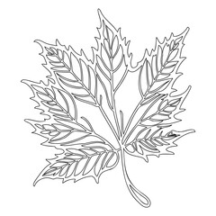 Elegant maple leaf outline illustration against a clean white background