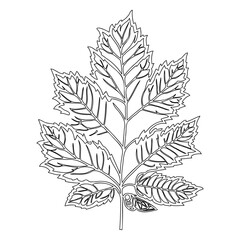 Intricate vein pattern outlines an isolated leaf against a pure white backdrop