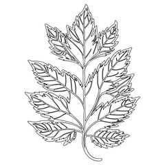 Elegant leaf drawing depicting intricate leaf structure and botanical art
