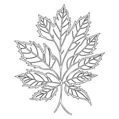 Detailed Maple Leaf Outline Illustration for Botanical Studies and Designs