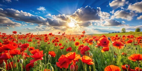 Fototapeta premium Vibrant Red Poppies Bask in Golden Sunset Rays Across a Verdant Meadow