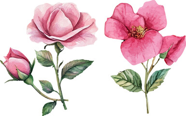 Beautiful Pink Rose in Watercolor