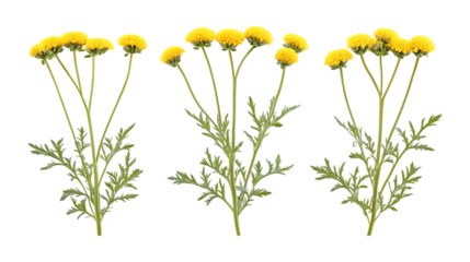 Pack of Tansy Set Against Transparent Background for Botanical or Nature Projects