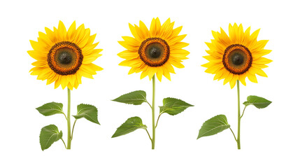 Fototapeta premium Pack of Sunflower Set Against Transparent Background for Botanical or Nature Projects