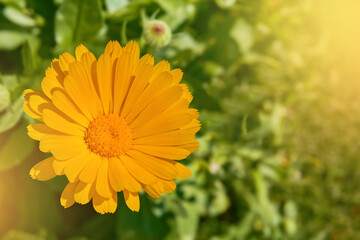 Blooming calendula in garden background. Colorful flowers landscape.