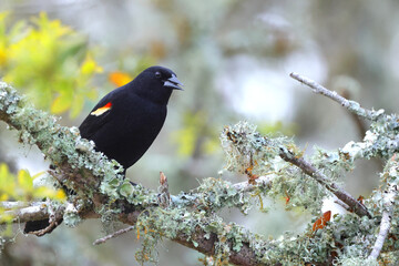 Red winged blackbird perched on lichen covered branch against blurry background. 