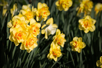 Obraz premium Yellow daffodils (Narcissus) in spring, Belgium