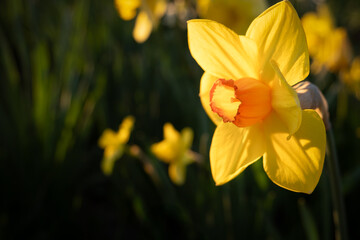 Fototapeta premium Yellow daffodils (Narcissus) in spring, Belgium
