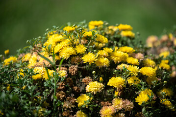 A large shrub with yellow chrysanthemum flowers and a green blurred background