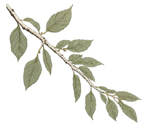 Detailed Illustration of a Birch Branch with Delicate Green Leaves, Evoking a Sense of Natural Beauty and Tranquility, Ideal for Botanical Designs