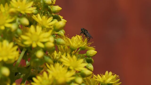 Insect cleaning front legs on yellow flowers of a succulent close up in slow motion 