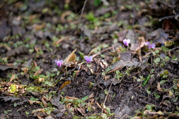 Beautiful forest cyclamen on sunset after rain on autumn wet terrain in the forest in Serbia