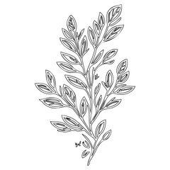 Botanical illustration of a stylized leafy twig, a minimalist line art drawing