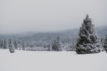 Scenic breathtaking view to the snowy winter wonderland and deep forest hidden in the fog evokes adventure, solitude and silence of the Jizera mountains during grey cold day