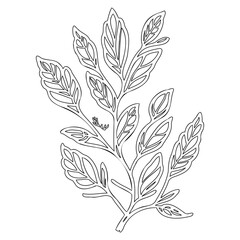 Botanical Illustration: Ornate leaves and branches for creative design projects